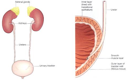 Ureters Tubes Made Smooth Muscle That: ilustrações stock 2320477635