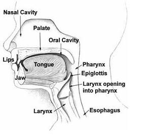 Head & Neck